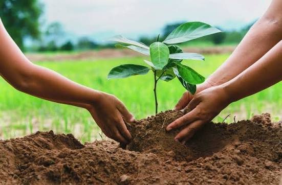 Tree Plantation along Site